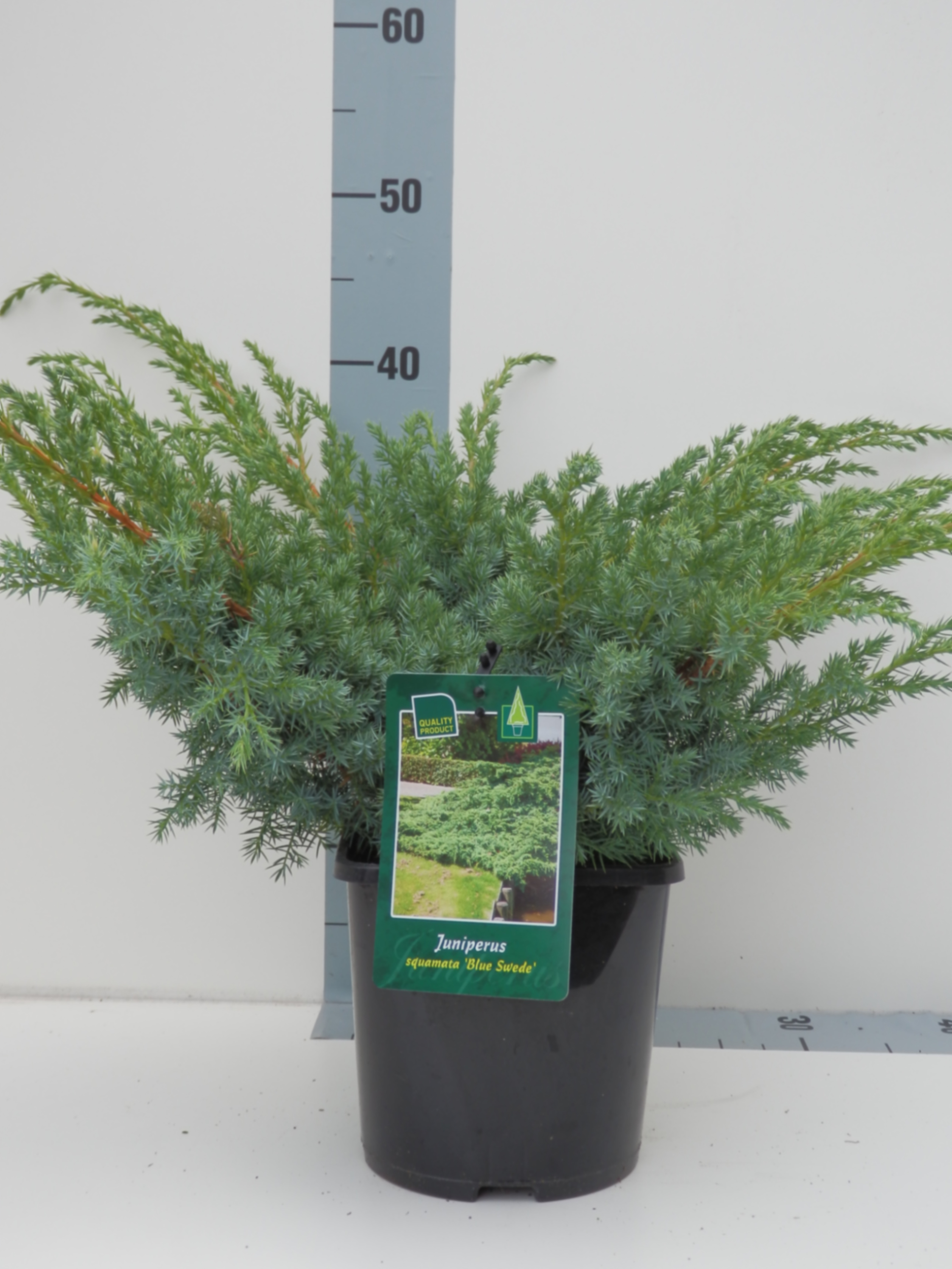 Можжевельник чешуйчатый Блю Свид